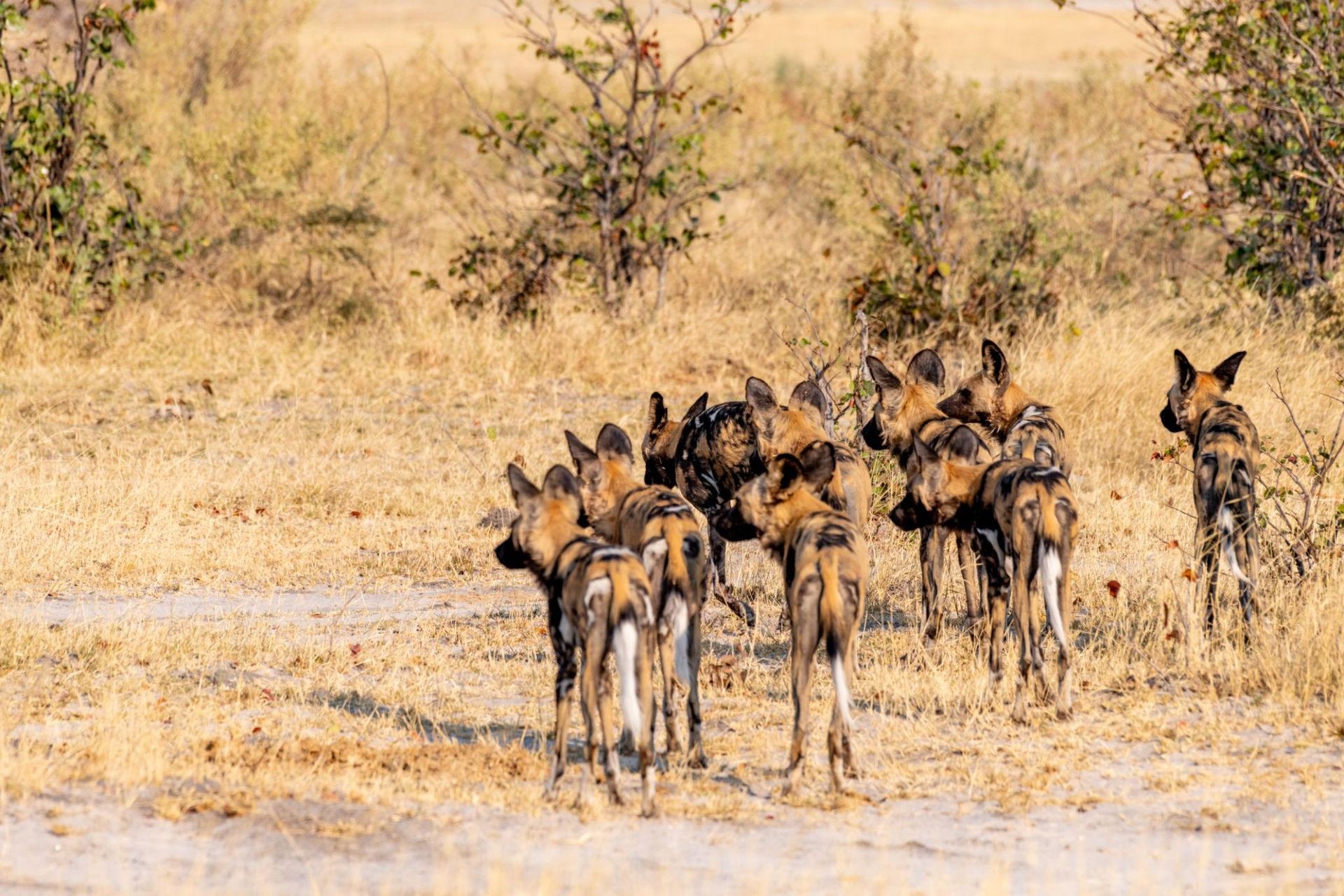 savuti marsh savuti marsh